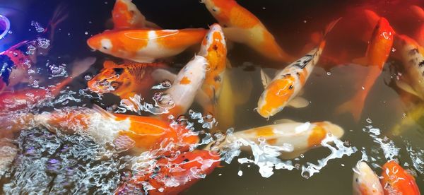 Close-up of koi carps swimming in pond