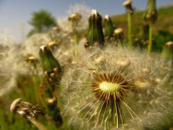 Close-up of dandelion on field