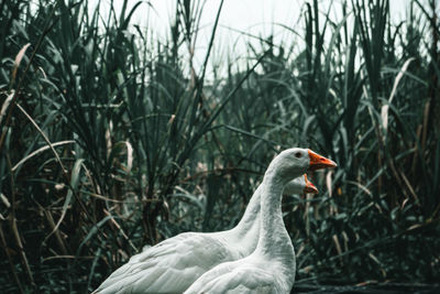 Close-up of a bird on field