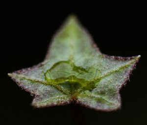 Close-up of green leaf against black background