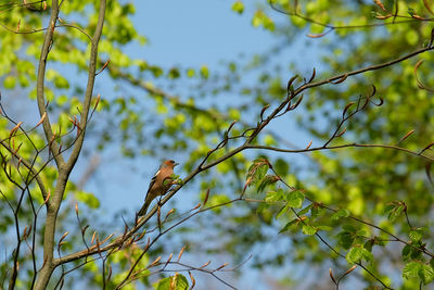 Low angle view of bird perching on branch