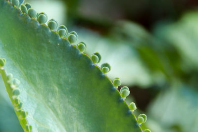 Close-up of succulent plant
