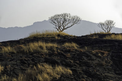 Bare tree on field against sky