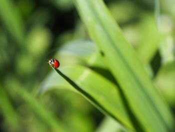 Close-up of beetle on leaf