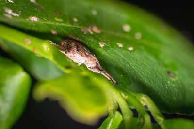 Close-up of raindrops on leaves