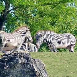 Zebra in zoo