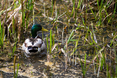 Duck swimming in a lake