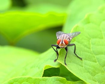 Close-up of insect on leaf