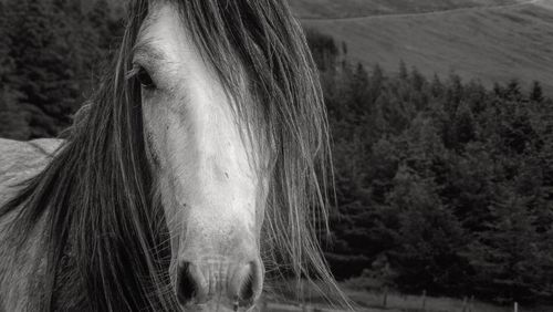 Close-up of horse on field