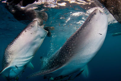 Close-up of whale sharks eating fish in sea