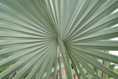 Full frame shot of palm leaves