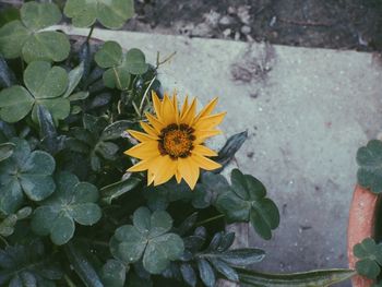 High angle view of bee on yellow flower