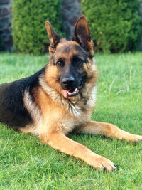 German shepherd on the green grass