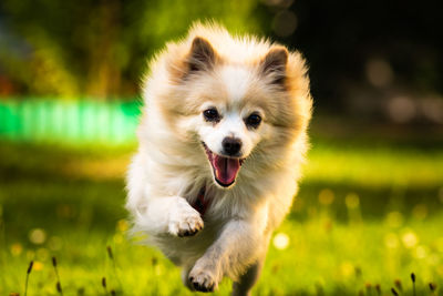 Portrait of dog running on field