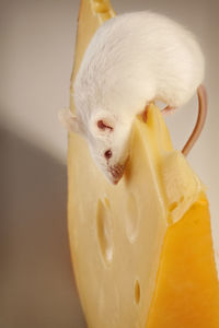 Close-up of rat on cheese