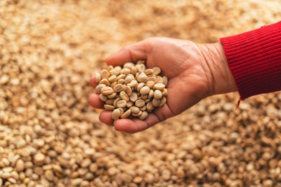 Cropped hand of woman holding chestnuts