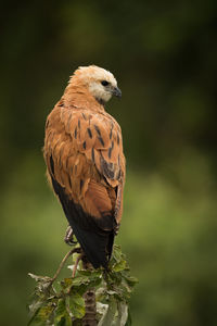 Close-up of bird perching on tree