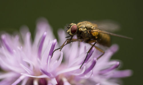 Close-up of insect on flower