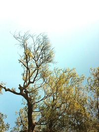 Low angle view of trees against clear sky