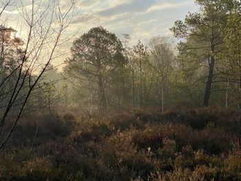 Trees on field against sky in forest