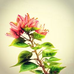 Close-up of pink flower plant against white background