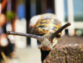 Close-up of snail