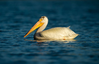 Close-up of pelican swimming in lake