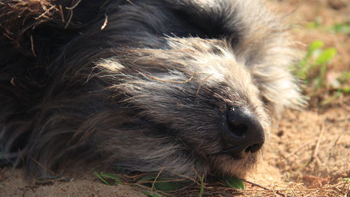 Close-up of dog