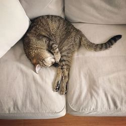 High angle view of cat sleeping