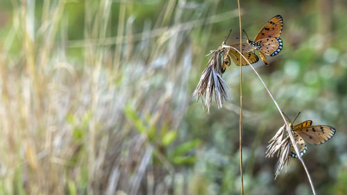 Butterfly on leaf