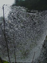 Close-up of tree against water