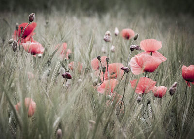 Close-up of pink poppy flowers on field