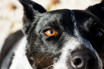 Close-up portrait of black dog