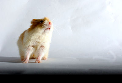 Close-up of hamster on table