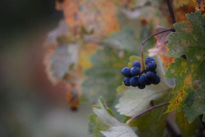 Grapes growing at vineyard