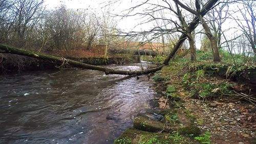 River flowing through forest