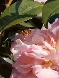 Close-up of bee pollinating flower