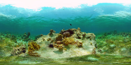 Fish swimming in sea