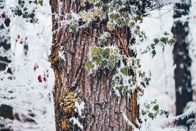 Close-up of snow covered tree trunk