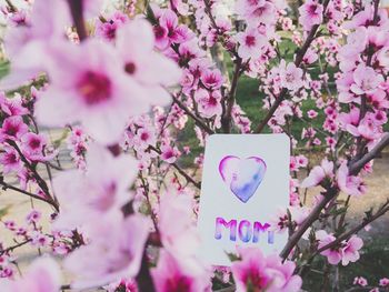 Close-up of pink cherry blossoms on tree