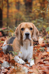 Portrait of dog lying on ground during autumn