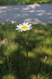 Close-up of white flowering plant on field