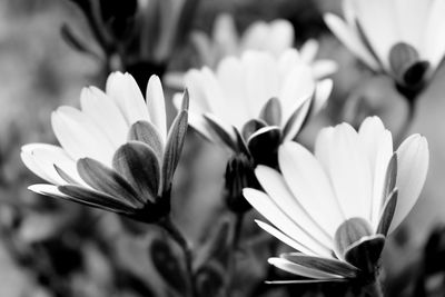 Close-up of white crocus