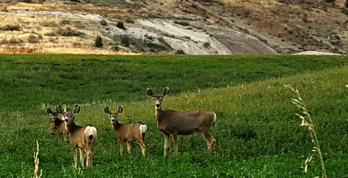 Sheep grazing on grassy field