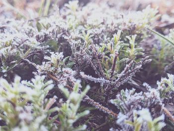 Close-up of frozen plant on field