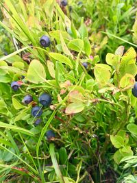 Close-up of insect on plant
