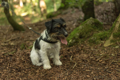 View of a dog looking away