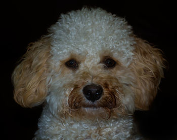 Close-up of dog over black background