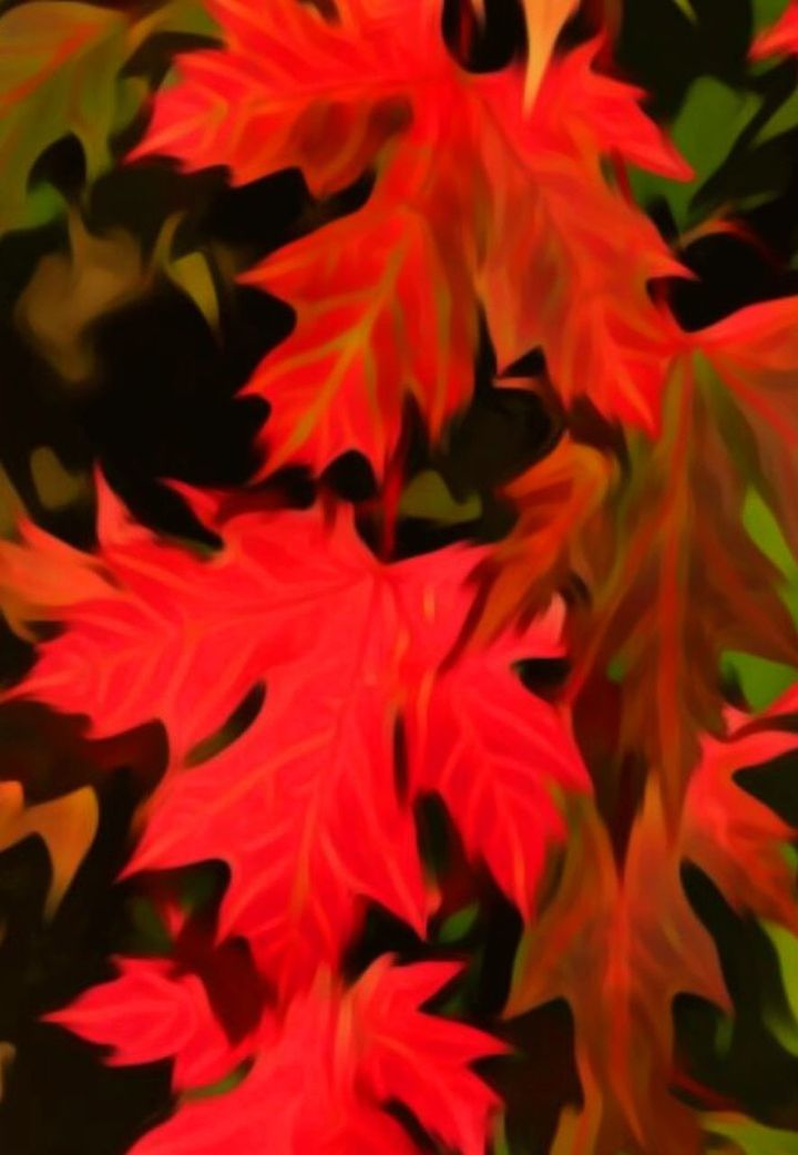 red, full frame, leaf, backgrounds, plant part, close-up, no people, beauty in nature, flower, plant, flowering plant, nature, pattern, petal, vibrant color, growth, maple leaf, freshness, autumn, day, leaves