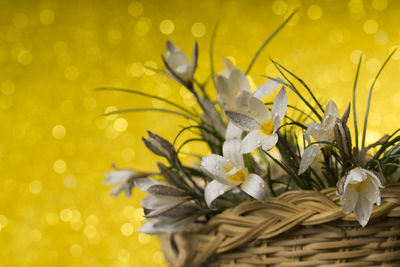 Close-up of yellow flowering plant in basket